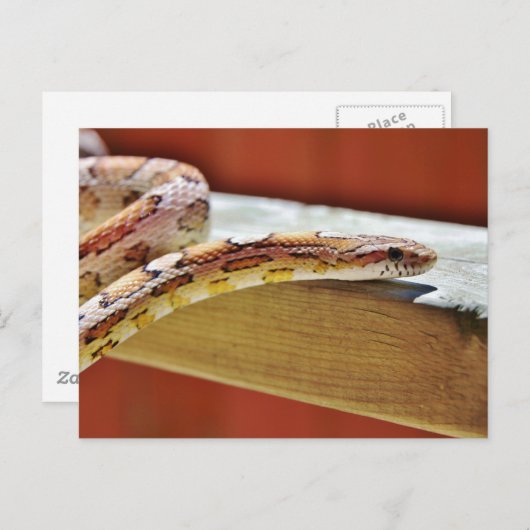 Slithering Red Corn Snake Briefkaart (Voorkant / Achterkant)