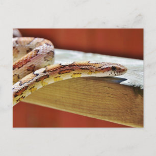 Slithering Red Corn Snake Briefkaart