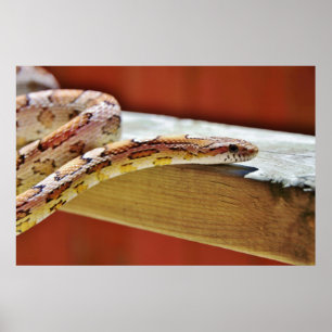 Slithering Red Corn Snake Poster