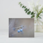 Sloe-bessen Natuurfoto Briefkaart (Staand voorkant)