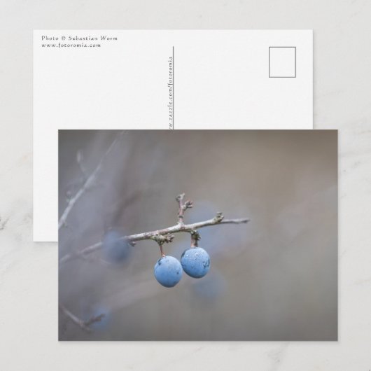 Sloe-bessen Natuurfoto Briefkaart (Voorkant / Achterkant)