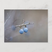 Sloe-bessen Natuurfoto Briefkaart (Voorkant)