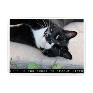 Slogan voor kattenadvies stimuleren magneet