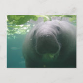 Sloppy Manatee Briefkaart (Voorkant)