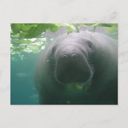 Sloppy Manatee Briefkaart (Voorkant)
