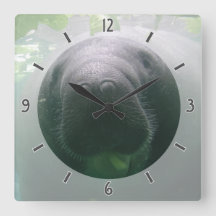 Sloppy Manatee Clock Square