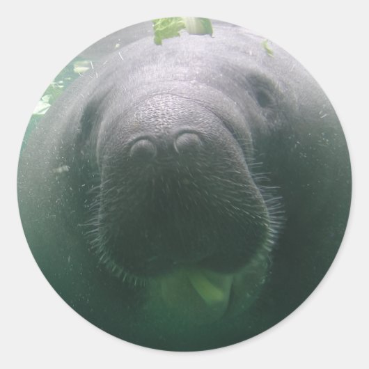 Sloppy Manatee ronde stickers (Voorkant)