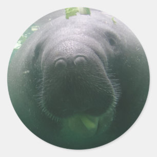 Sloppy Manatee ronde stickers