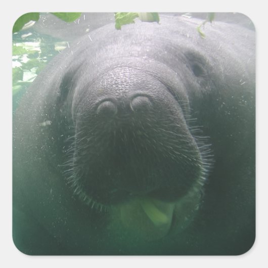 Sloppy Manatee vierkante stickers (Voorkant)