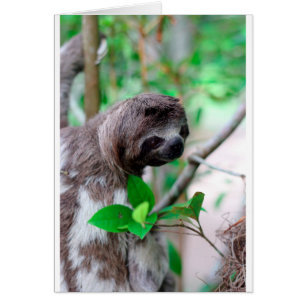 Slote in boom Nicaragua