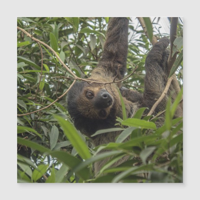 Sloth_20171103_by_JAMFoto (Voorkant)