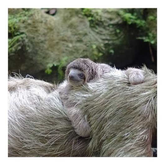 Sloth_20171104_by_JAMFoto Foto Afdruk (Voorkant)
