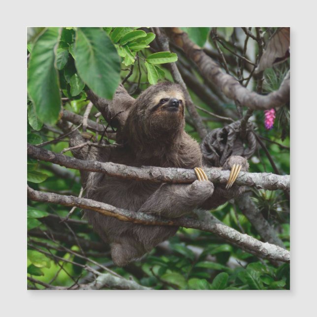 Sloth_20171106_by_JAMFoto (Voorkant)