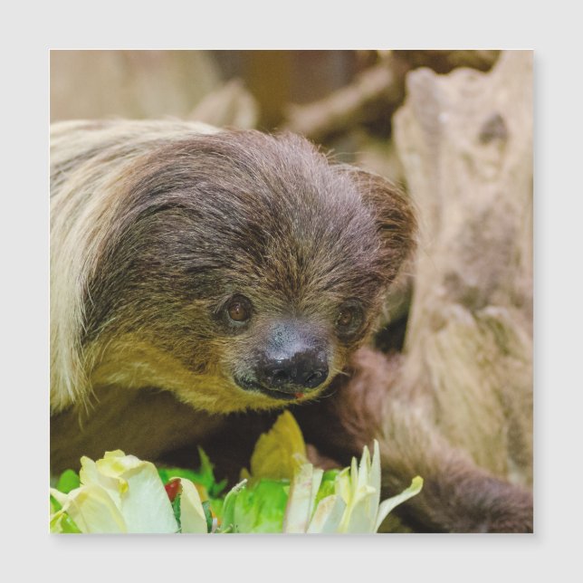 Sloth_20171107_by_JAMFoto (Voorkant)