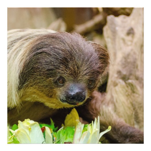 Sloth_20171107_by_JAMFoto Foto Afdruk (Voorkant)