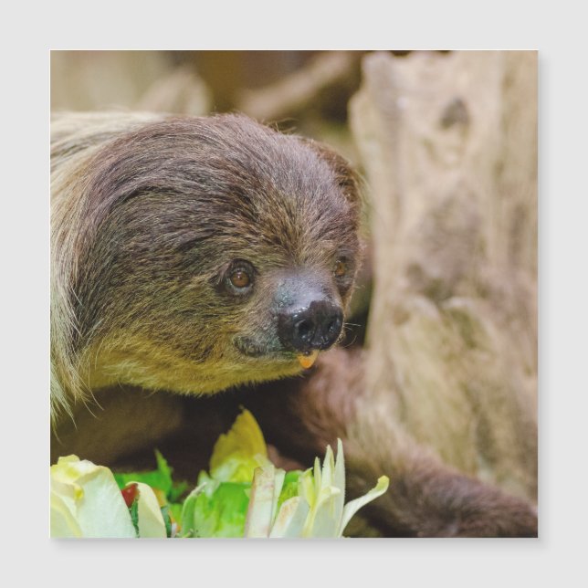 Sloth_20171108_by_JAMFoto (Voorkant)