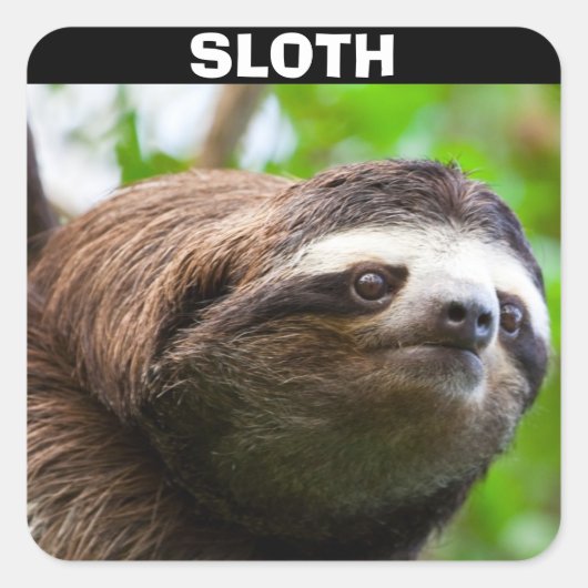 Sloth Face Vierkante Sticker (Voorkant)