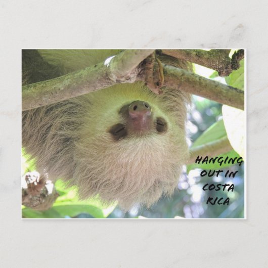 Sloth Hanging Around in Costa Rica Briefkaart (Voorkant)