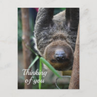 Sloth Hanging Out Edinburgh Zoo denkt aan jou