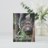 Sloth Hanging Out Edinburgh Zoo denkt aan jou Briefkaart (Staand voorkant)