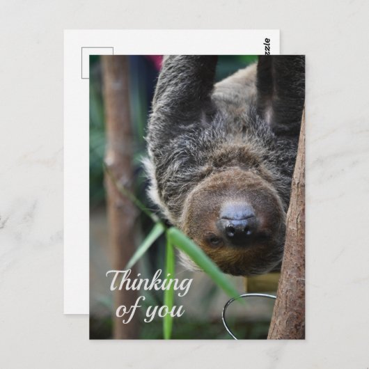 Sloth Hanging Out Edinburgh Zoo denkt aan jou Briefkaart (Voorkant / Achterkant)