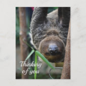 Sloth Hanging Out Edinburgh Zoo denkt aan jou Briefkaart (Voorkant)