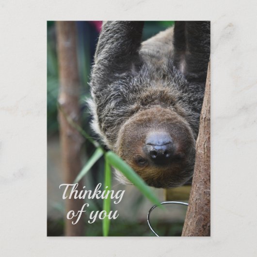 Sloth Hanging Out Edinburgh Zoo denkt aan jou Briefkaart (Voorkant)