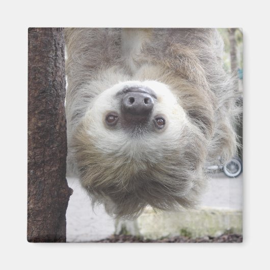 Sloth Magnet (Voorkant)