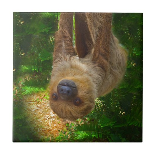 Sloth Rainforest Gifts Tegeltje (Voorkant)