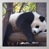 Slothful Panda Photo Print (Voorkant)