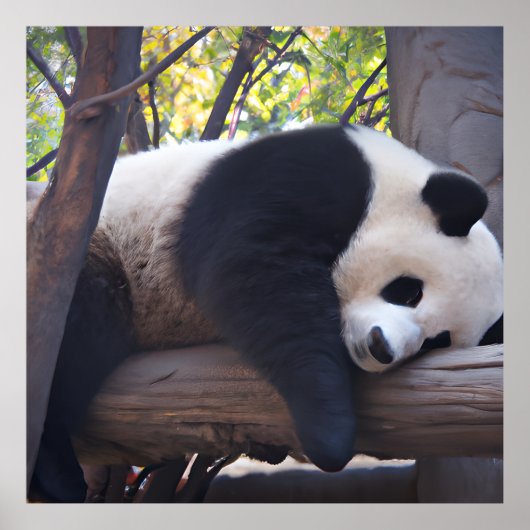 Slothful Panda Photo Print (Voorkant)