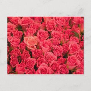 SLOVENIA, Ljubljana: Ljubljana Public Market / Briefkaart