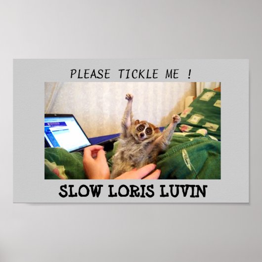 Slow Loris Luvin Poster (Voorkant)