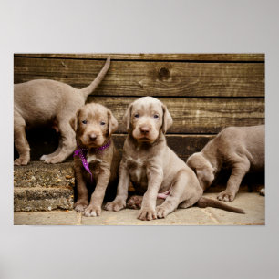 Slowaakse Puppies met ruw geharde aanwijzers Poster