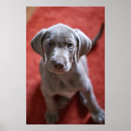 Slowaakse rammeloen poster (Voorkant)