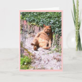 Sluggy Kat Greep Kaart (Voorkant)