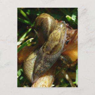 Slugs, Unalaska Island Briefkaart