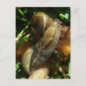 Slugs, Unalaska Island Briefkaart (Voorkant)