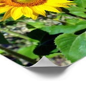 Sluikzonnebloemen in Frankrijk Poster (Hoek)