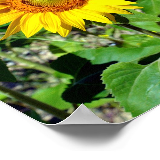 Sluikzonnebloemen in Frankrijk Poster (Hoek)
