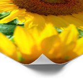 Sluikzonnebloemen in Frankrijk Poster (Hoek)