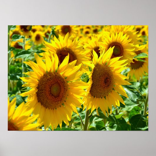Sluikzonnebloemen in Frankrijk Poster (Voorkant)