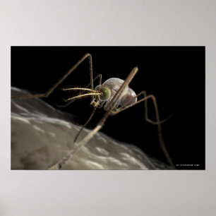 Sluit 3d muggenbijten af poster