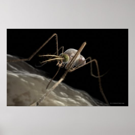 Sluit 3d muggenbijten af poster (Voorkant)