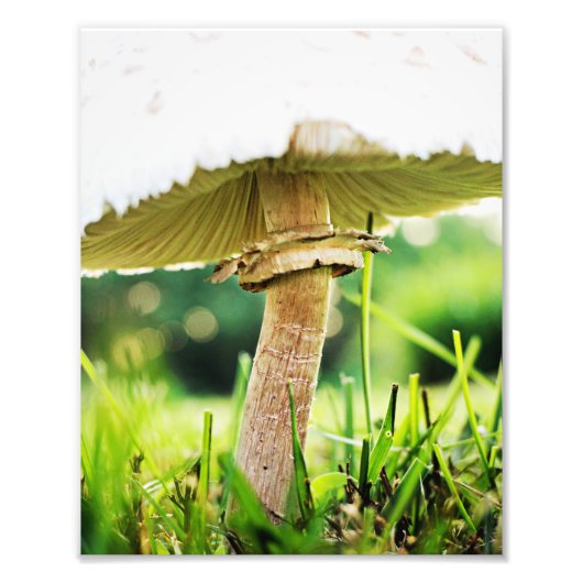 Sluit af met deze Cool Shroom Natuur fotografie Foto Afdruk (Voorkant)