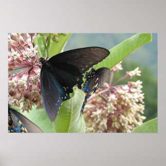 Sluit Beauty op de Blue Ridge Parkway. Poster