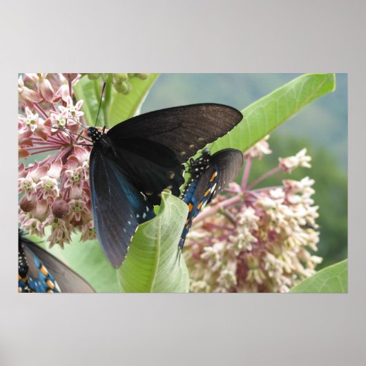 Sluit Beauty op de Blue Ridge Parkway. Poster (Voorkant)