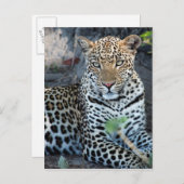 Sluit de leopard-portret af. briefkaart (Voorkant / Achterkant)