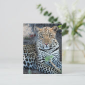 Sluit de leopard-portret af. briefkaart (Staand voorkant)