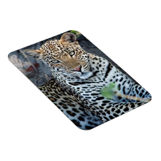 Sluit de leopard-portret af. magneet (Rechterzijde)